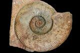 Toarcian Ammonite (Hammatoceras) Fossil - France #177611-2
